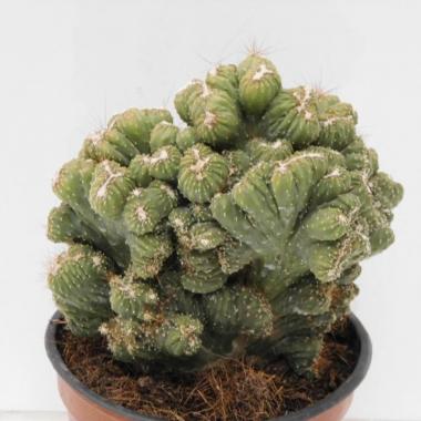 Cereus peruvianus cristata